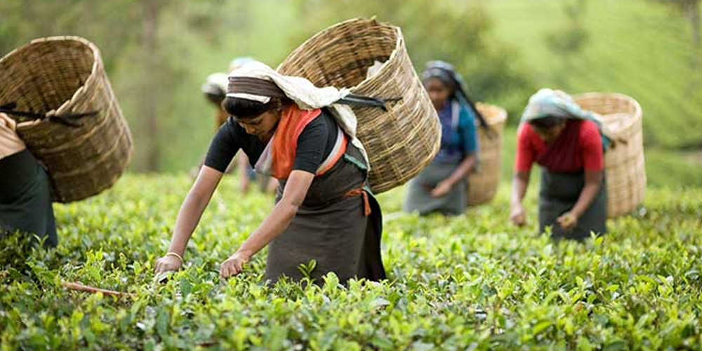 tea-wholesalers-siliguri
