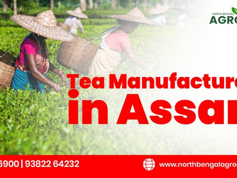 tea-manufacturers-in-assam