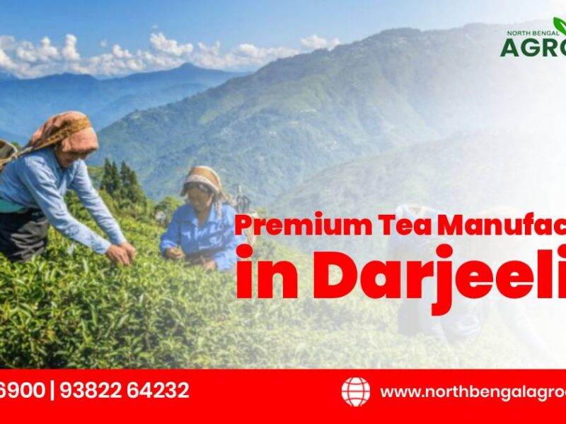 Tea Manufacturers in Darjeeling
