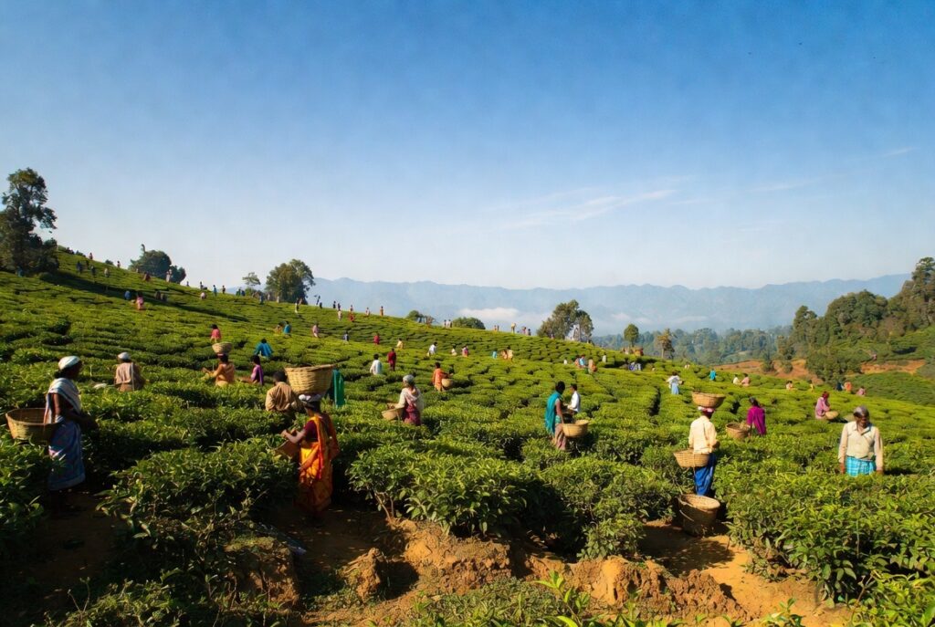 tea-company-siliguri